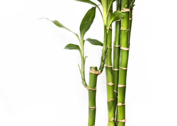 istock Lucky bamboos isolated on white background with copy space 1462149112