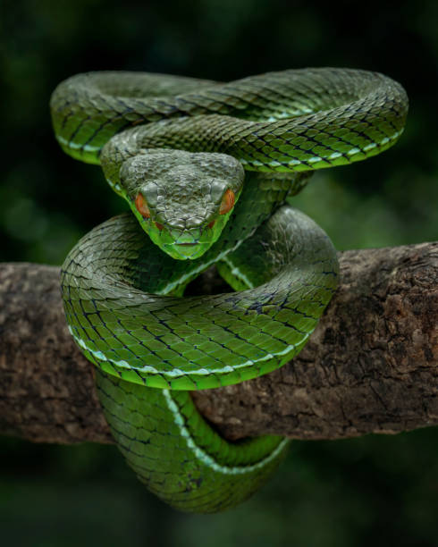 istock Mentawai island viper 1462150030