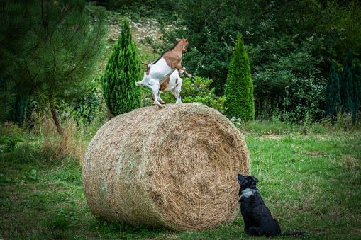 two goats playing on a straw roll in a field in front of a dog watching them