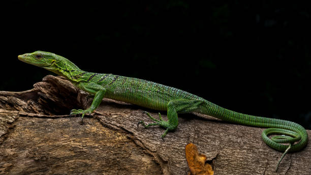 Green monitor lizard stock photo