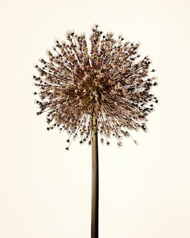 A dry Allium Ambassador, lit with a spotlight on a very pale warm background.