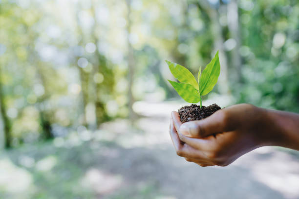 istock Young plant in a child's hands 1462151121