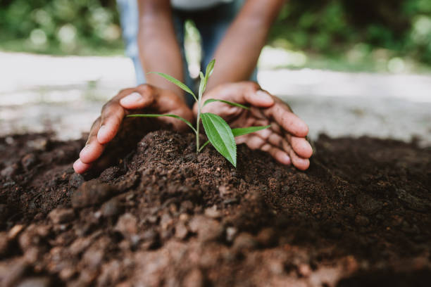 mains cultivant une jeune plante - journée mondiale de la terre photos et images de collection