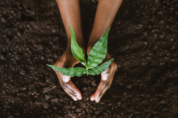 hands growing a young plant - plant stockfoto's en -beelden