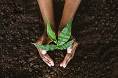 istock Hands growing a young plant 1462151150