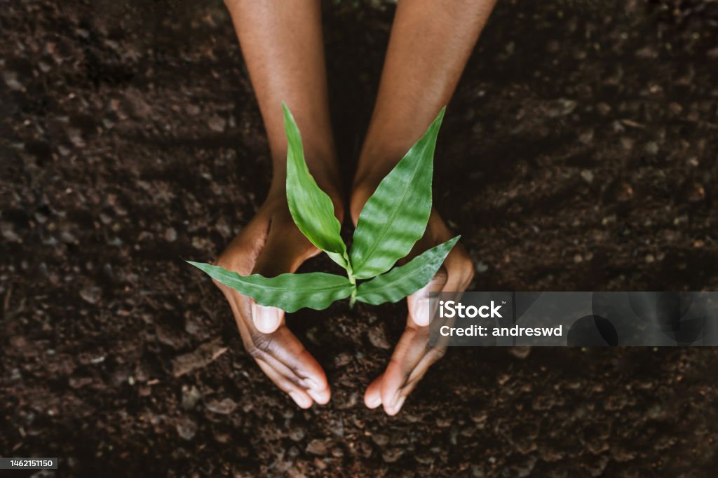 Hands growing a young plant Plant a new tree Sustainable Lifestyle Stock Photo