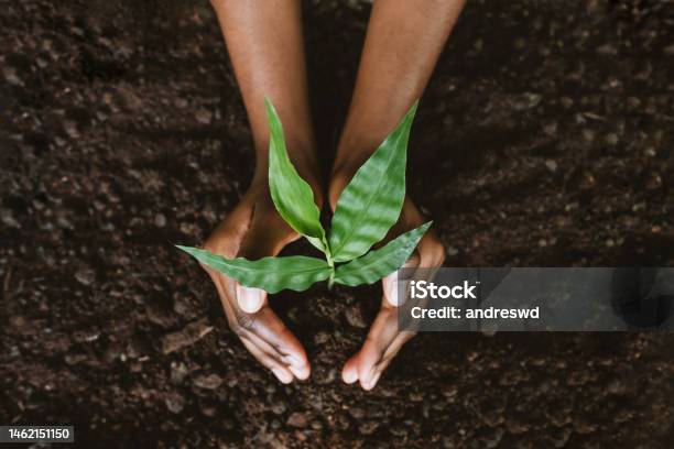 Hands Growing A Young Plant Stock Photo - Download Image Now - Tree, Sustainable Lifestyle, Planting