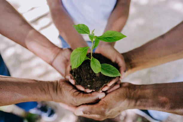 植物を持つ複数の手 - environmental responsibility lifestyles environment ideas ストックフォトと画像