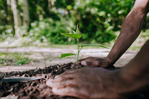 Man's hands planting a tree