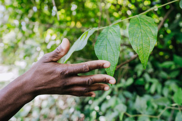 Mature man hand touching green plant leaf in backyard