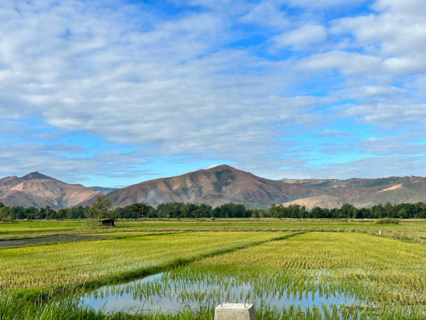 Rice Fields Rice field at the foot of the mountainside during a beautiful sunny day. Taken with an iPhone 14 Pro philippines landscape stock pictures, royalty-free photos & images