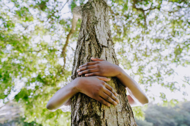 hände umarmen baum - klimaschutz stock-fotos und bilder