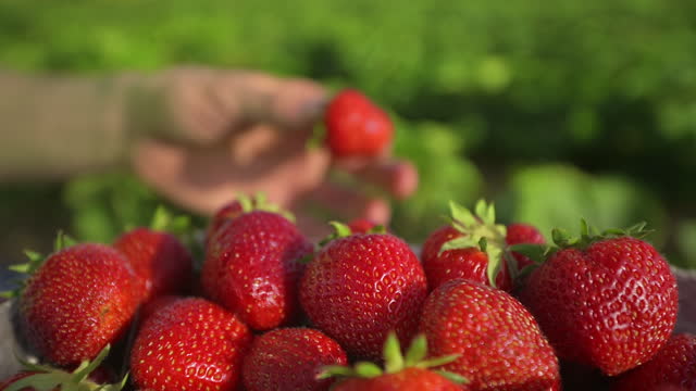 Picking ripe strawberries from a field