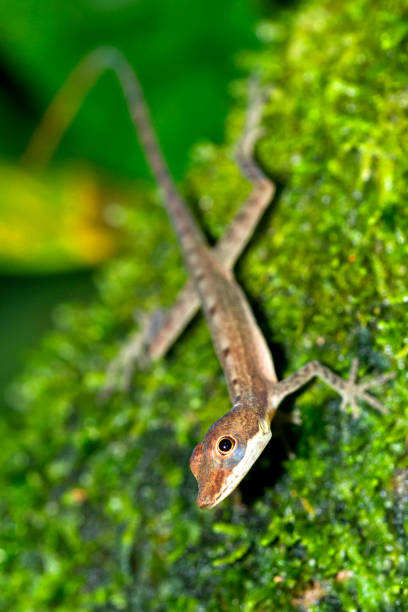 istock Anolis, Anole Lizard, Tropical Rainforest, Costa Rica 1462152202