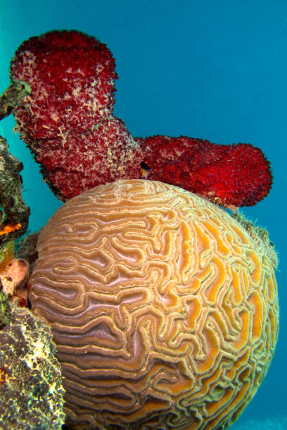 Sponge, Isla de la Juventud, Cuba