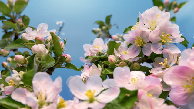 Apple blossoms opening, time lapse