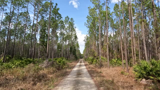 Car point of view while driving on narrow dirt road in pine forest with saw palmetto understory