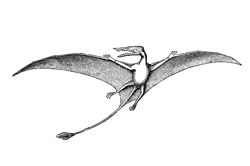 Rhamphorhynchus phyllurus (Jurassic period)