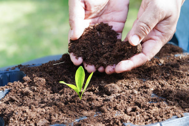 istock Tree growing with hand, eco earth day, save world, save earth, go green 1462158594