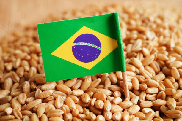 istock Brazil on grain wheat, trade export and economy concept. 1462158608