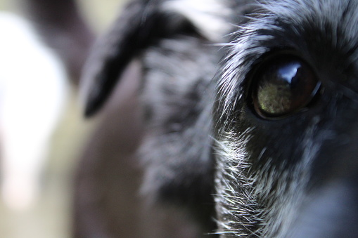 Hundegesicht nah, schwarzer Hund leicht ergraut mit schwarzen Augen
