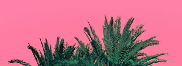 istock Palm branches on a pink background. Horizontal banner 1462163740