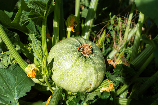 Round zucchini from Nice in eco garden, cucurbita pepo