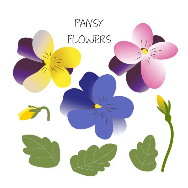 Vector illustration of Pansy. Set of spring flowers.