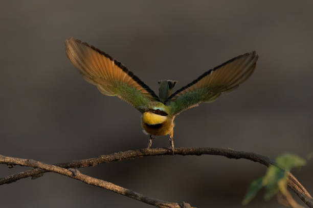 istock Little bee-eater takes off from thin branch 1462171970
