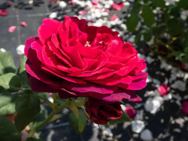 Photo of Close-up of rose 'Grafin von Hardenberg' with beautiful blooms that open up in very full and elegant velvety burgundy corollas that have a range of different hues from the center to outer petals