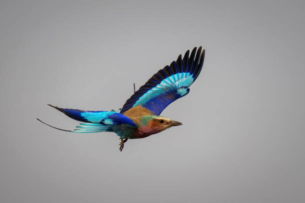 Lilac-breasted roller with catchlight flies lifting wings Lilac-breasted roller with catchlight flies lifting wings lilac breasted roller stock pictures, royalty-free photos & images