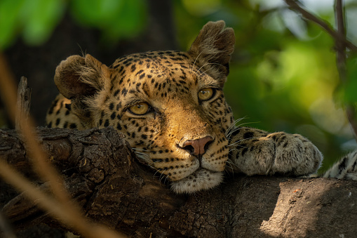 Portrait of a leopard cub in dense bush. It has clear blue eyes tipical for young leopards. Cubs at this age the female leopards left alone near the den when they go hunting.