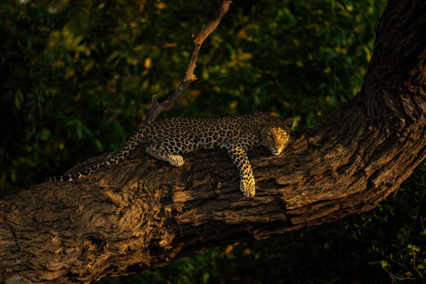 istock Leopard lies on thick branch watching camera 1462172031