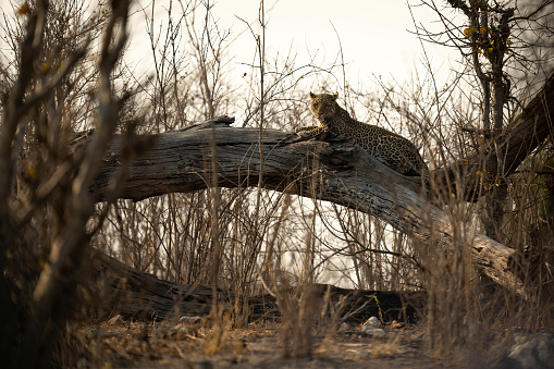 Leopard lies on dead log in bushes