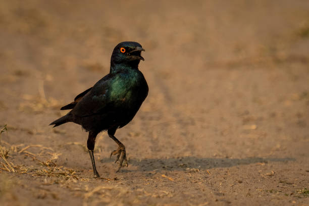 großer blauohrstar-hopfen über sandigem boden - greater blue eared glossy starling stock-fotos und bilder