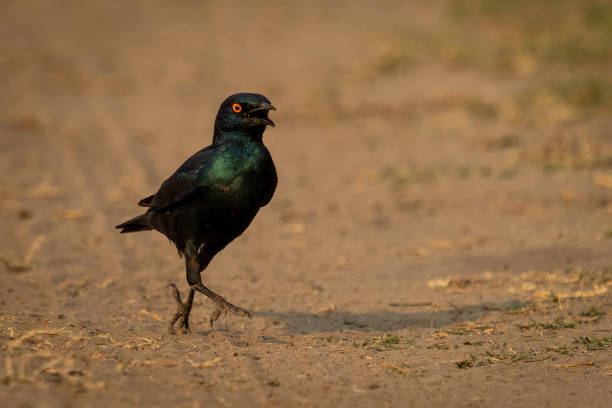 grand houblon d’étourneau sansonnet sur une piste sablonneuse - greater blue eared glossy starling photos et images de collection