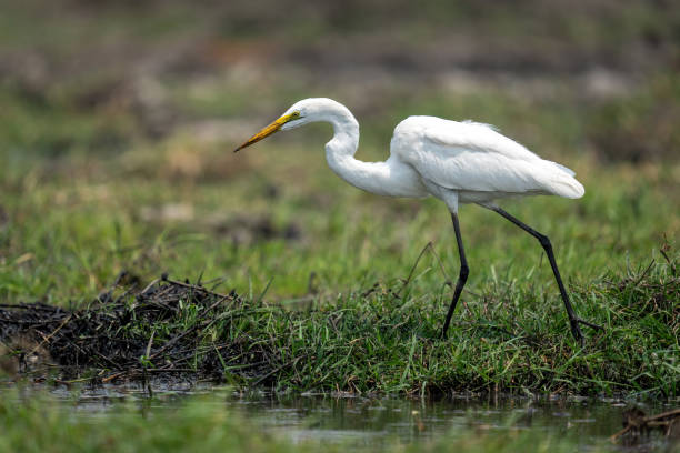 istock Great egret walks along riverbank in sunshine 1462172068