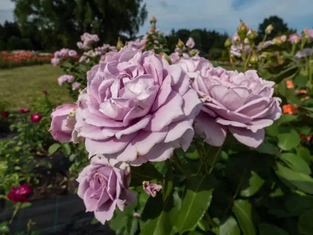 Photo of Outstanding, old fashioned lavender rose 'Novalis' with multi layered mauve flowers in sunlight in green garden