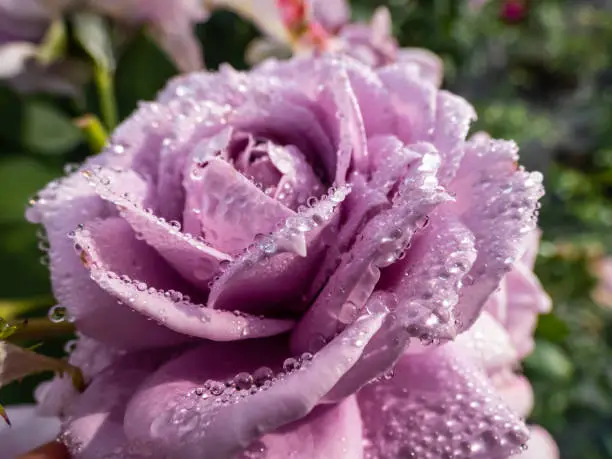 Photo of Close-up of outstanding, old fashioned lavender rose 'Novalis' with multi layered mauve flowers. Detailed, round water droplets on rose petals reflecting sunlight in summer