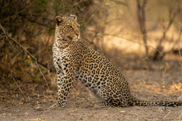 istock Close-up of leopard sitting looking over shoulder 1462172368