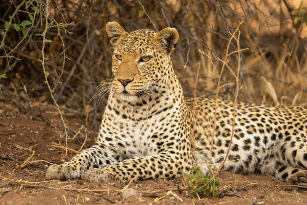 istock Close-up of leopard lying on sandy ground 1462172456