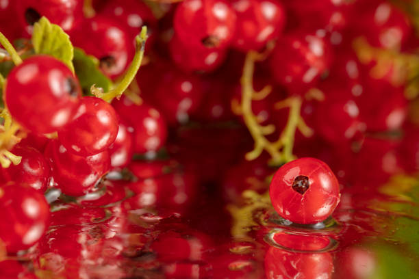 Berries of red currant close-up. Clusters of currant.