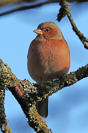 18 january 2023, Basse Yutz, Yutz, Thionville Portes de France, Moselle, Lorraine, France. In winter, in the garden, a male Common Chaffinch landed in the branches of the cherry tree. Its gray head and pink chest stand out against a blue sky background.