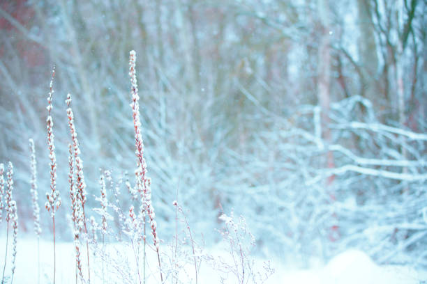 Winter Christmas idyllic landscape. White trees in forest covered with snow, snowdrifts and snowfall against blue sky in sunny day on nature outdoors, blue tones.