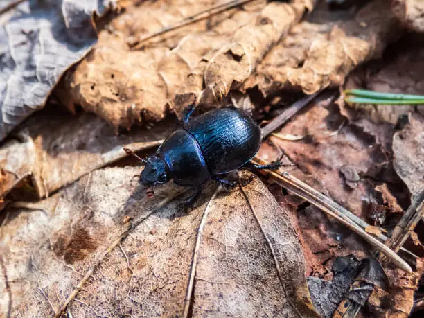 Close-up of dor beetle (earth-boring dung-beetle (Geotrupes stercorarius)) on the ground floor