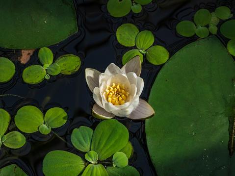 Closeup shot of cup-shaped white flower of pygmy water lily (Nymphaea tetragona) surrounded with green leaves in bright sunlight growing in freshwater