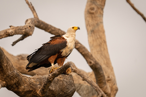 African fish eagle stands on tangled branches