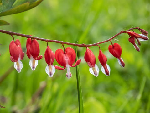 Bleeding heart (Dicentra spectabilis) 'Valentine' flowering with puffy, dangling, bright red heart-shaped flowers with a white tip in early summer