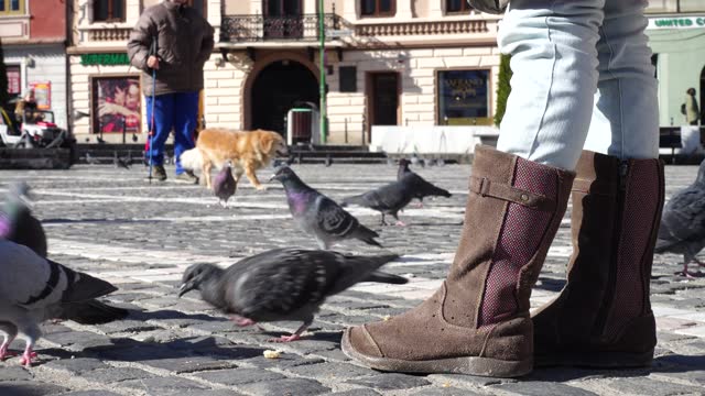 child feeding pigeons on a main square of romanian town Brasov