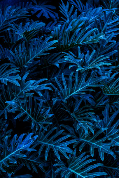 istock tropical leaves, abstract green leaves texture, nature background 1462177596